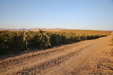 VINURI DE MACIN WINERY