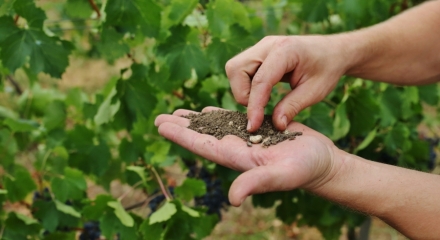What is terroir and what does it do for wine?