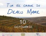 10 OCTOMBRIE - VIZITE SI DEGUSTARI DE VIN IN DEALU MARE