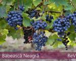 Babeasca Neagra