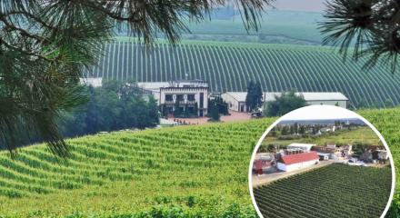 Cramele Recaș se extind în Vrancea pe segmentul vinurilor spumante