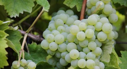 Cramposie Selectionată - Echilibru și prospețime din Podgoria Drăgășani