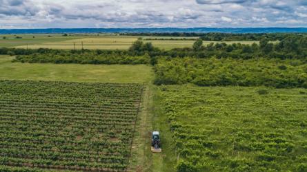 DOMAINE VINARTE - CASTEL BOLOVANU