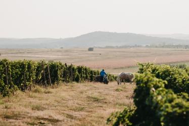 DOMAINE VINARTE - CASTEL BOLOVANU