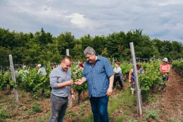 DOMAINE VINARTE - CASTEL BOLOVANU