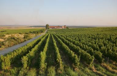 DOMAINE VINARTE - CASTEL STARMINA