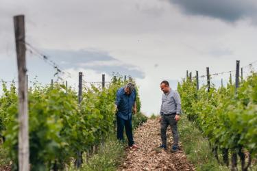 DOMAINE VINARTE - CASTEL STARMINA