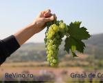 Grasa de Cotnari