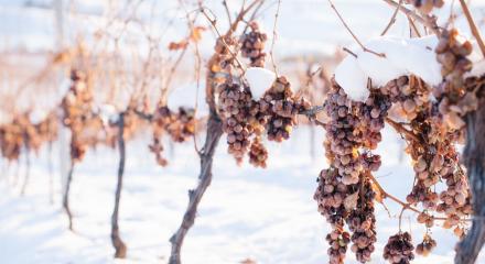 Ice wine, vinul produs din strugurii care au trecut prin primul îngheț