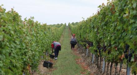 OIV: Producția globală de vinuri, o creștere estimată de 12% în 2018