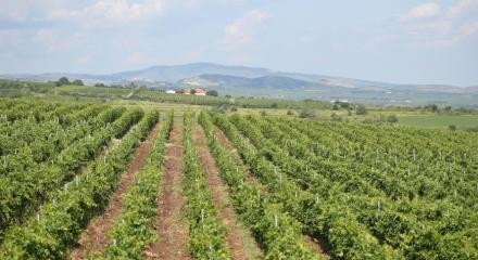 OIV: Producția mondială de vin în 2019 este estimată la 260 mhl, o scădere semnificativă, comparativ cu producția istorică a anului precedent.