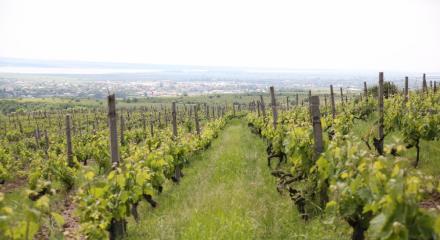 Podgoria Dragasani - Oltenia