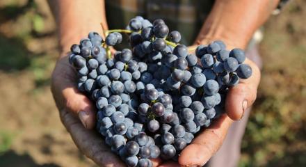 Producătorii de vin din țară sunt optimiști și spun că 2017 va fi un an bun