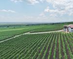 Producția de vin pentru 2019: primele estimări