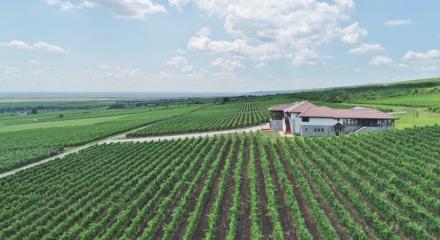 Producția de vin pentru 2019: primele estimări