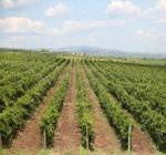 Raport OIV: producție istorică de vin pentru anul 2018