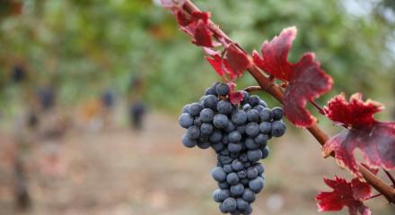 Recolta de struguri 2025 în România, între provocări și promisiunea unor vinuri remarcabile