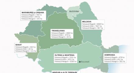 România: soiuri de viță-de-vie și suprafețe cultivate, 2017