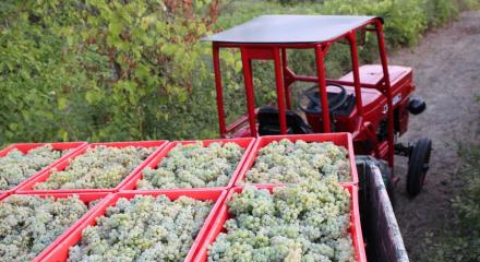 Schimbările climatice și vinul: Cum încălzirea globală transformă viticultura la nivel mondial