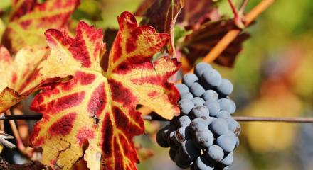 Soiurile locale de struguri, readuse în atenția consumatorilor de către viticultori
