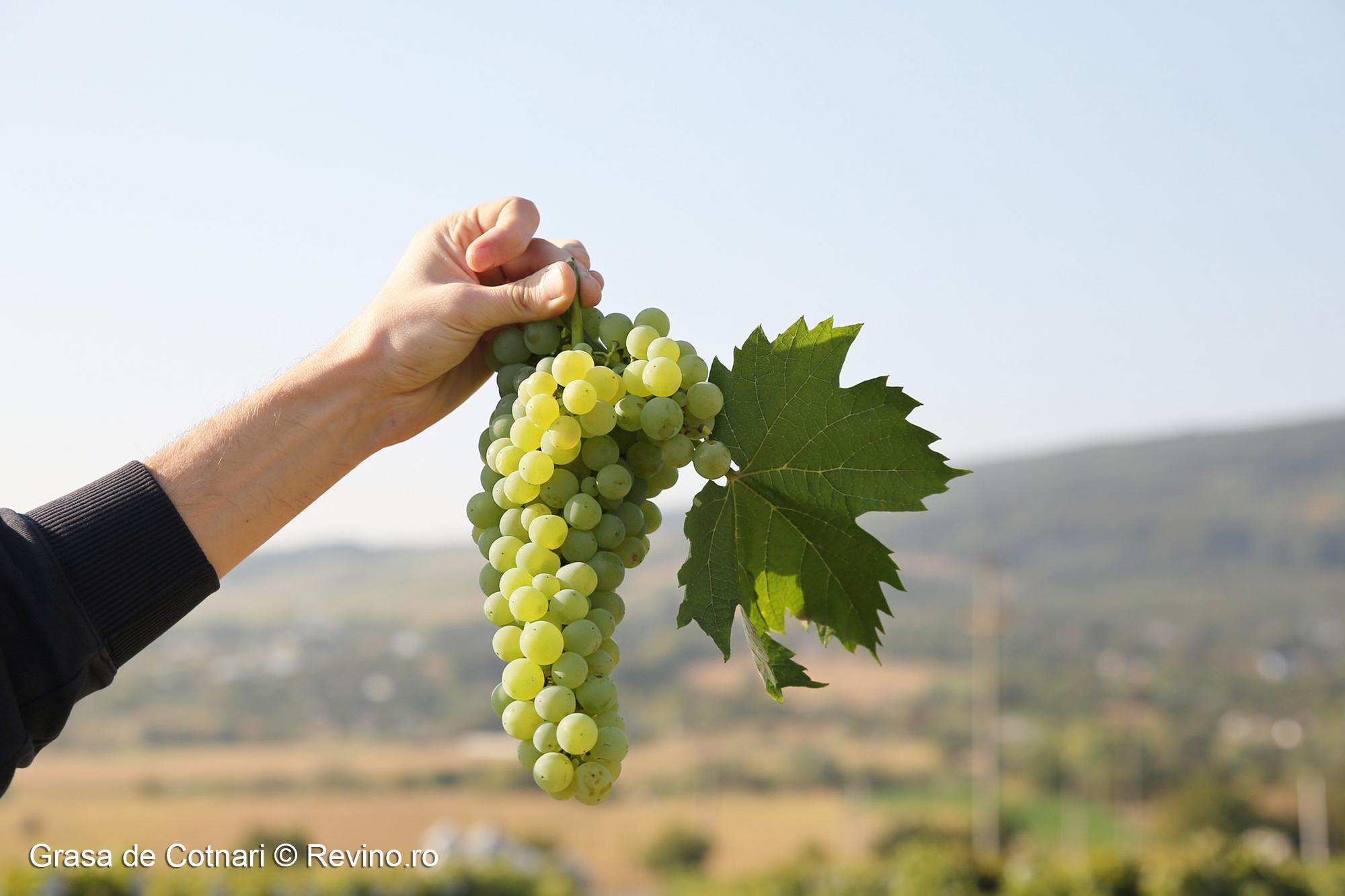 Grasa de Cotnari