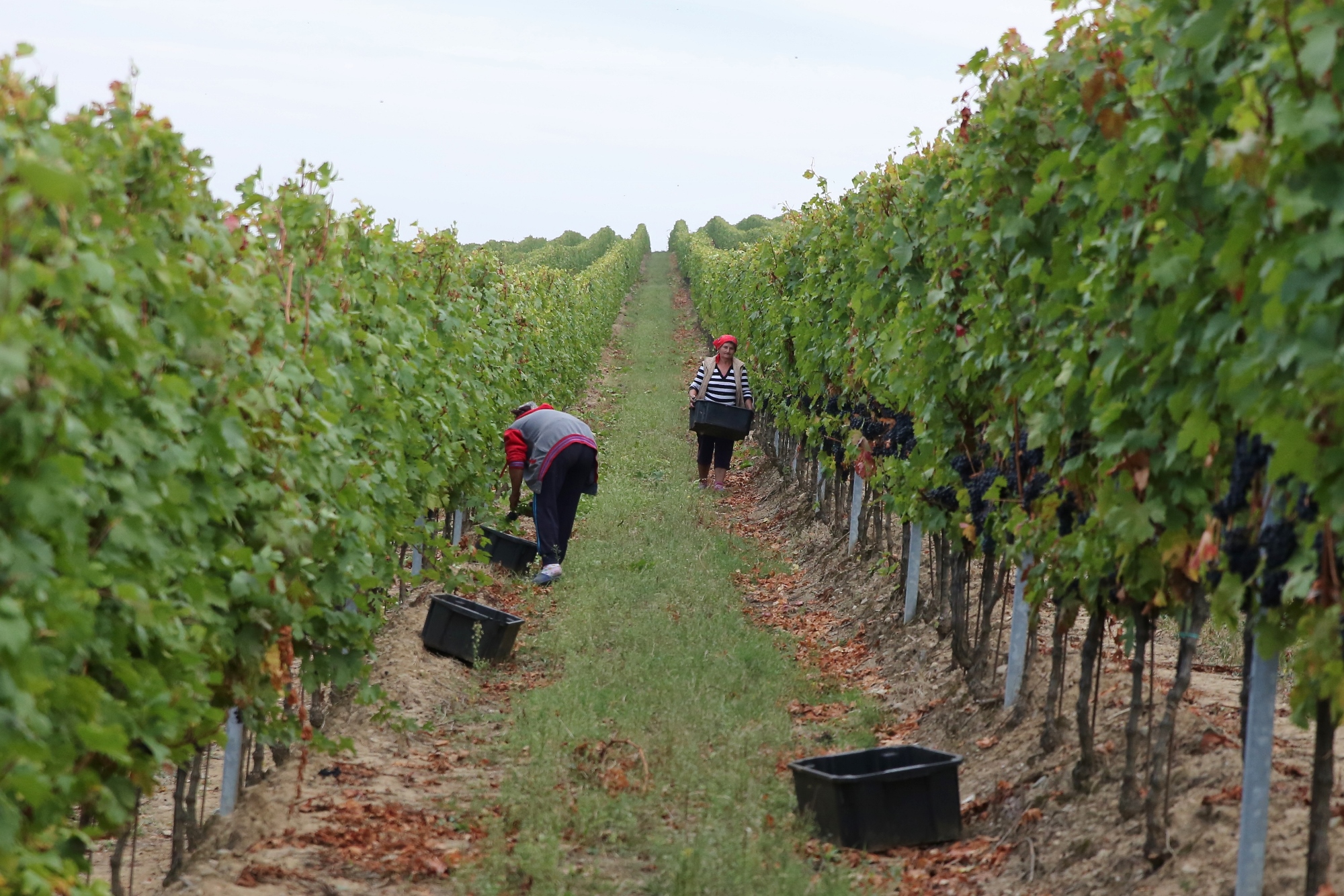 wine production 2018