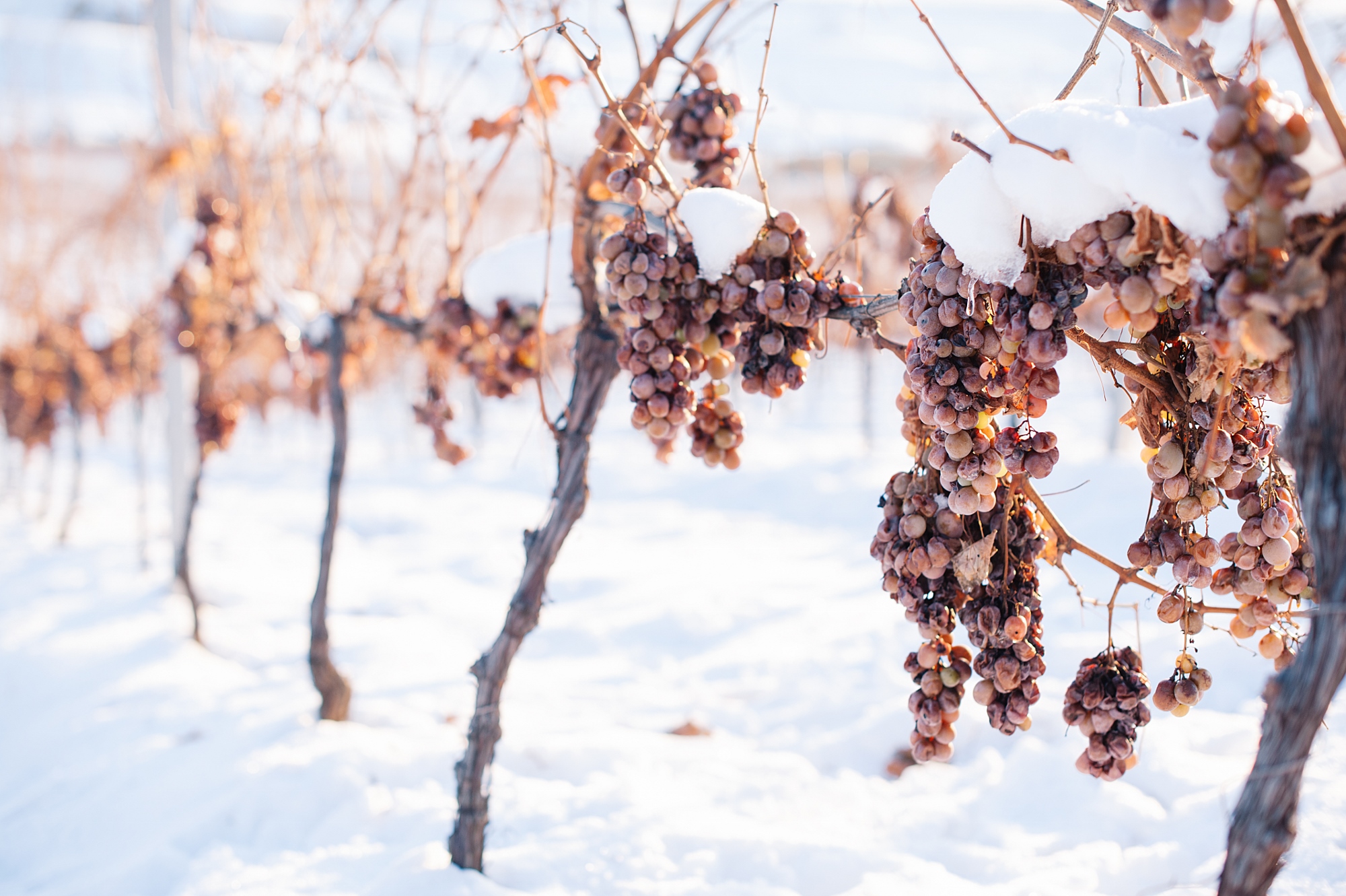 Ice Wine Crama Liliac