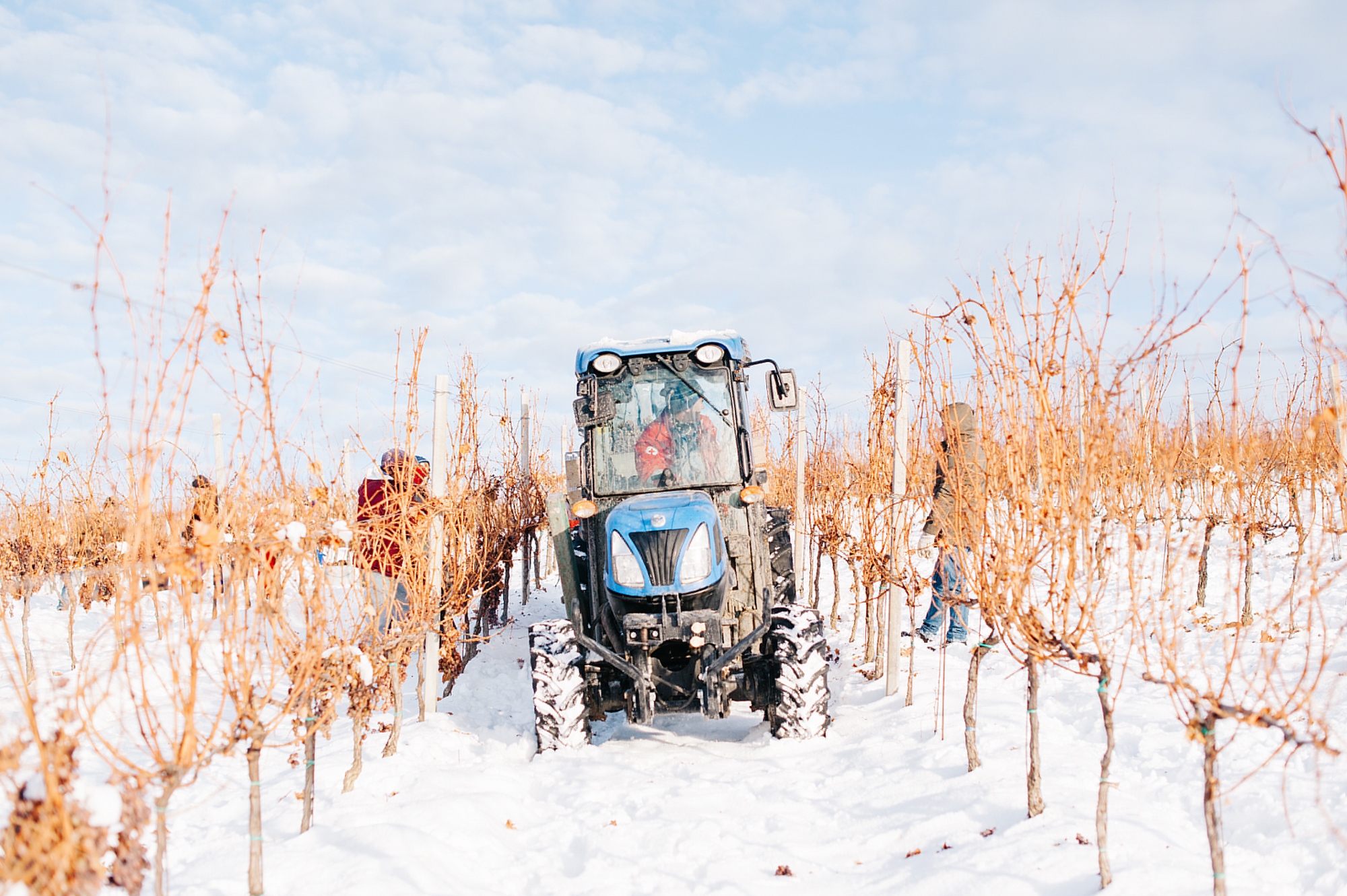 Ice Wine Crama Liliac