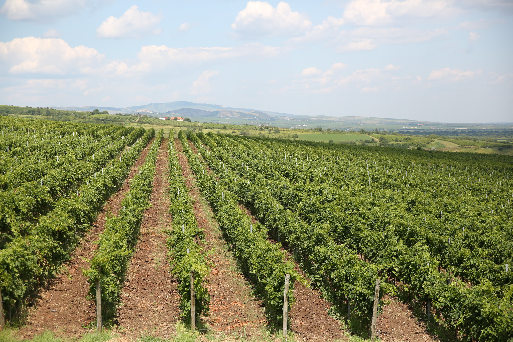 PRESS RELEASE1Geneva, l5 July 2019OIV REPORT ON THE WORLD VITIVINICULTURAL SITUATION PRESS RELEASE1Geneva, l5 July 2019OIV REPORT ON THE WORLD VITIVINICULTURAL SITUATION