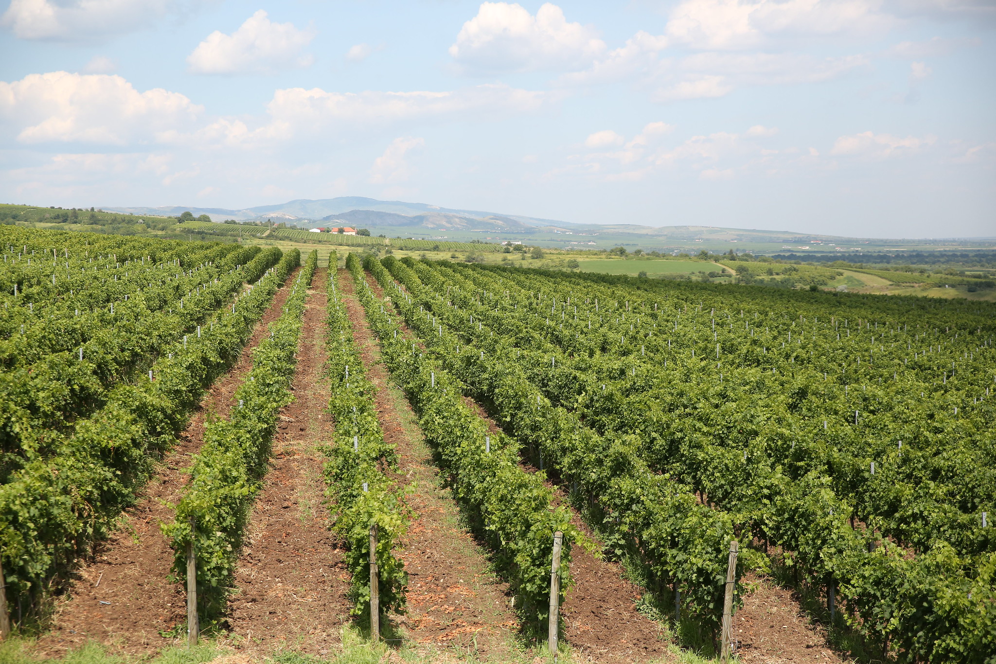 PRESS RELEASE1Geneva, l5 July 2019OIV REPORT ON THE WORLD VITIVINICULTURAL SITUATION