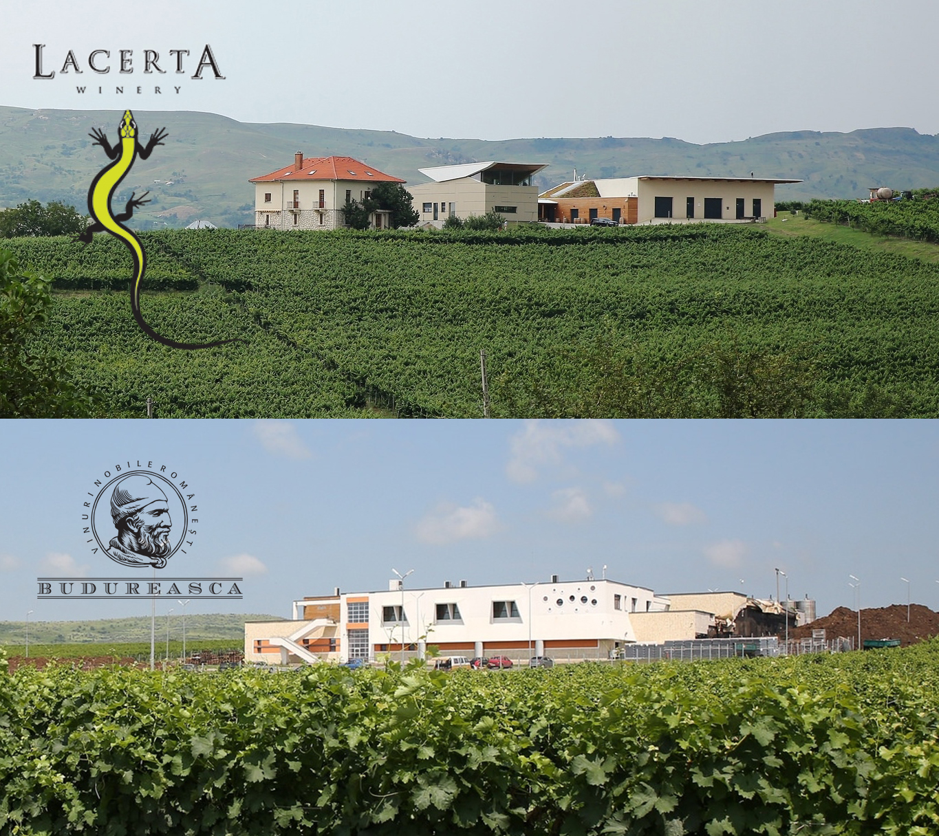 Lacerta & Budureasca Lacerta & Budureasca