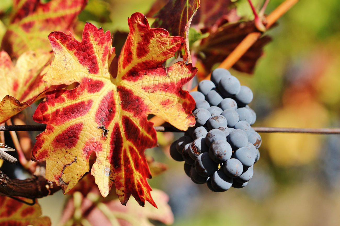 wine production 2025